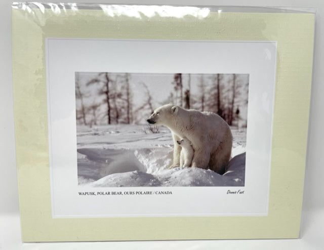 Wapusk, Polar Bear and Cub Photo Art Print