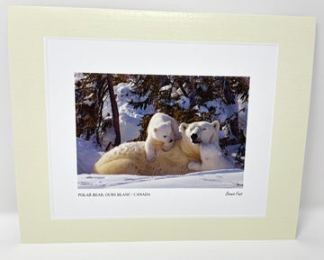 Polar Bear Photo Art Print