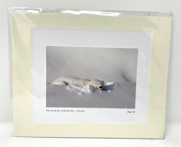 Polar Bear in Snow Photo Art Print