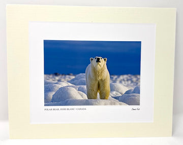 Polar Bear Preys On Photo Art Print