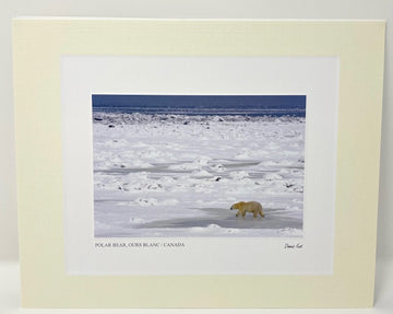Polar Bear on Sea Ice Photo Art Print